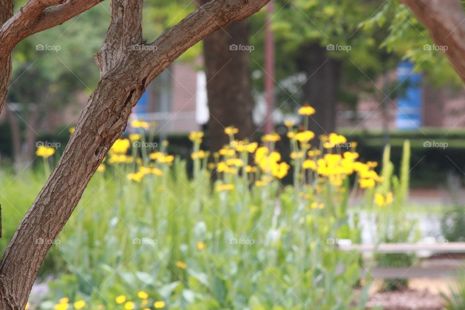 Wildflowers 