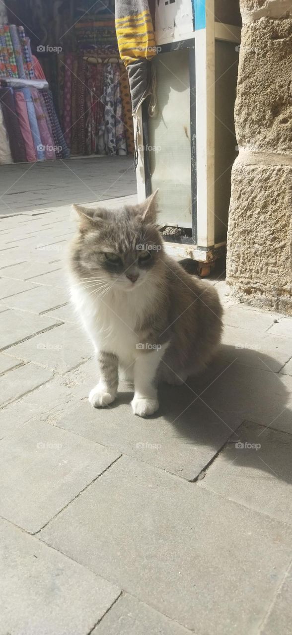 cute chubby grey and white cat