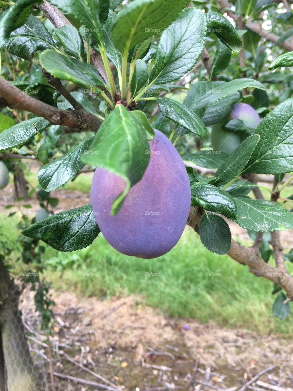 Plum Close Up taken in the English Countryside 