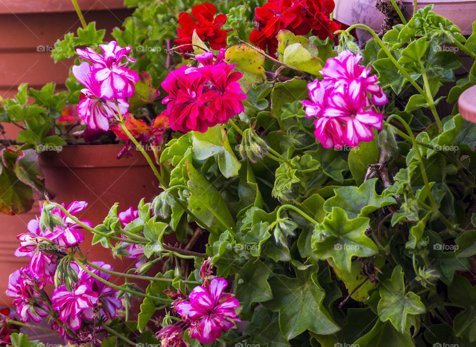 climbing geraniums