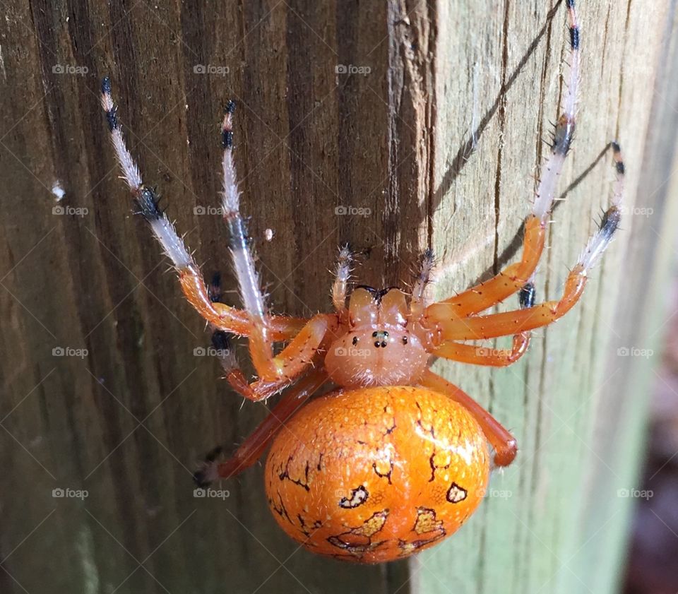 Pregnant Marbled Orbweaver 