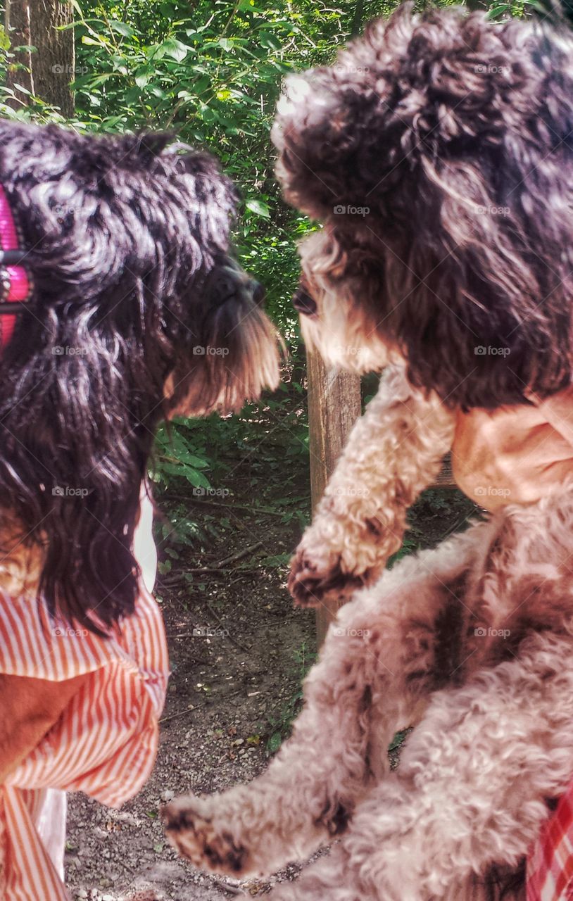 Two Dogs. Dog Park Friends