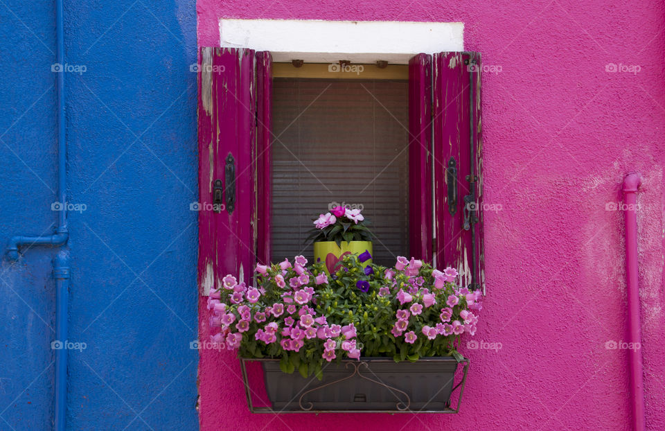Window with flowers, Burano