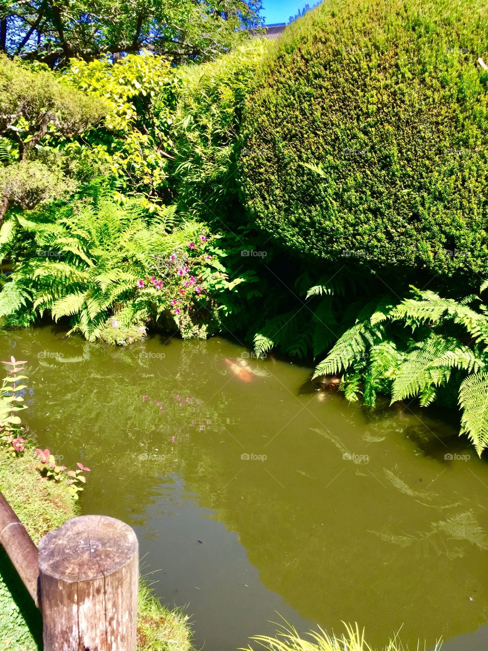 Koi in river at San Francisco tea garden