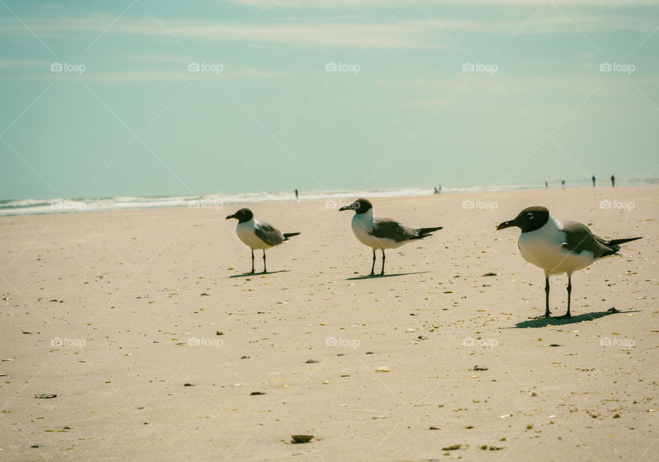 seagulls