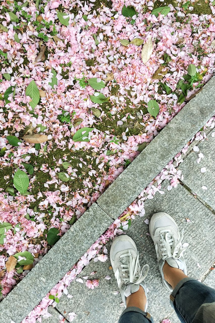 Fallen flowers petals and woman legs