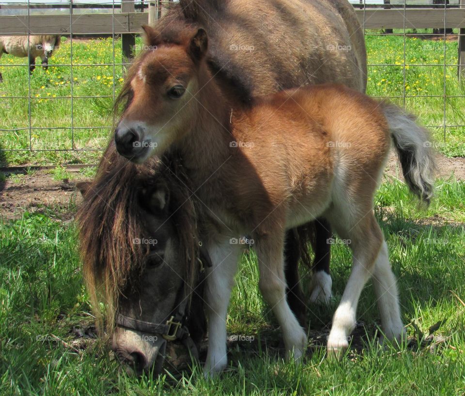 Miniature foal and it's momma