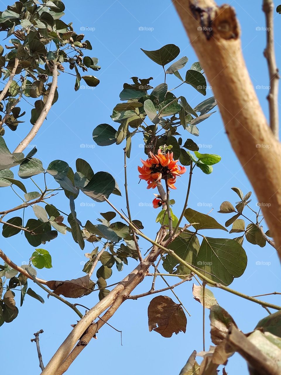 Your first photo on Foap