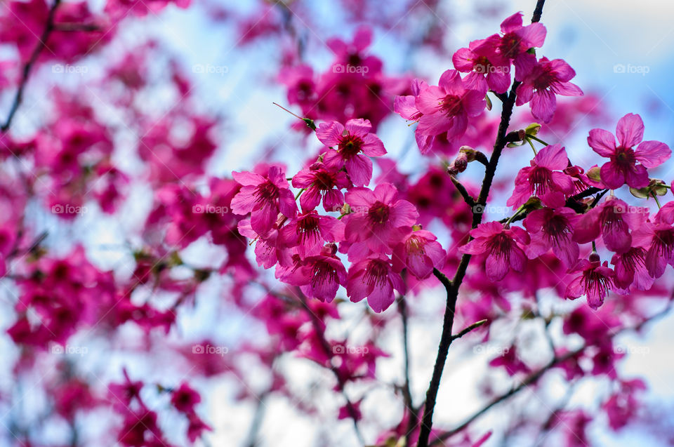 Cherry Blossoms  