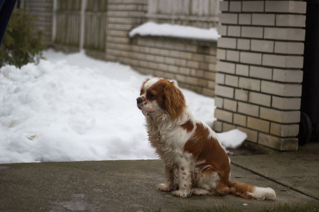 dog animal cute puppy by ndia