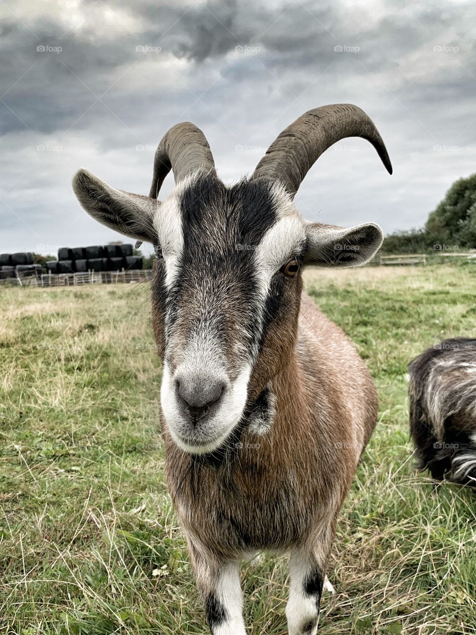 Friendly goat 