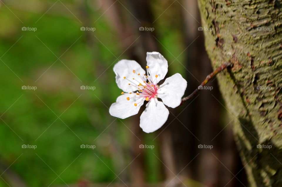 Close-up of a white flower