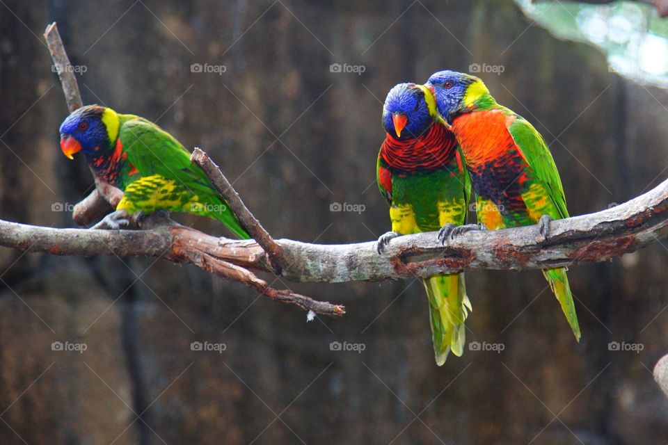 birds in love