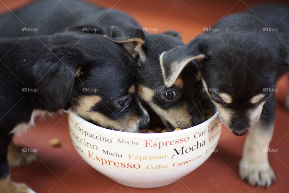 Puppies Feeding time