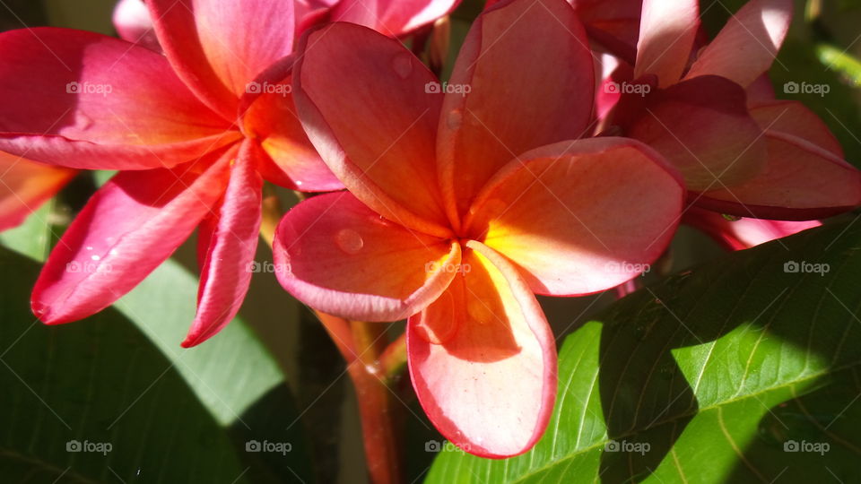 red frangipani