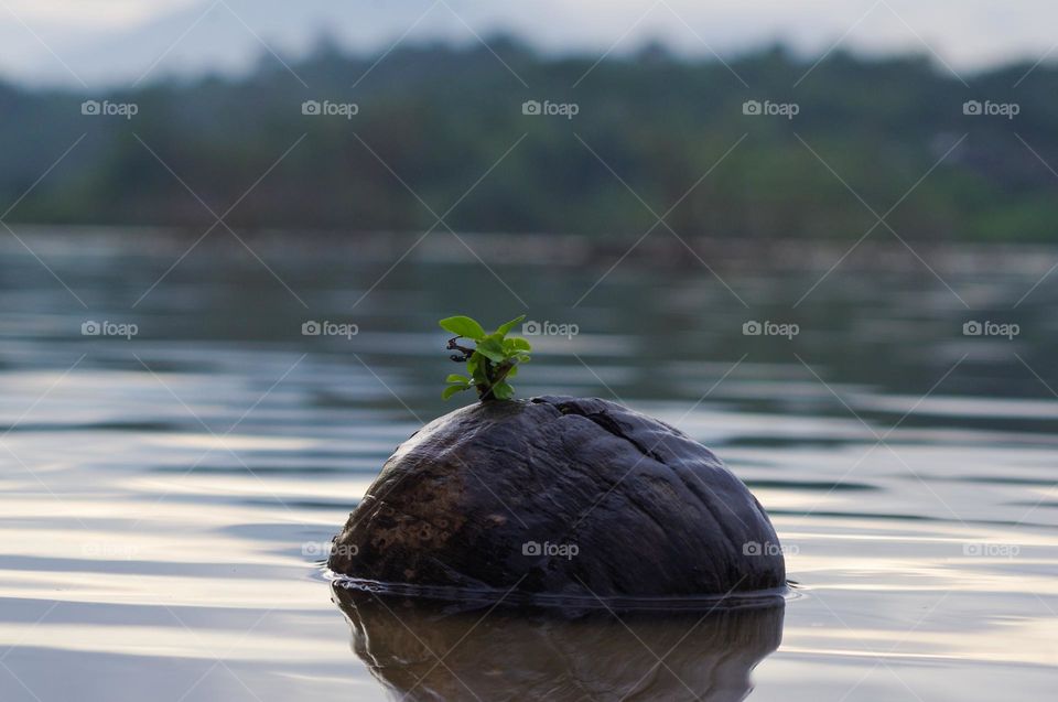 old coconut grows a small tree