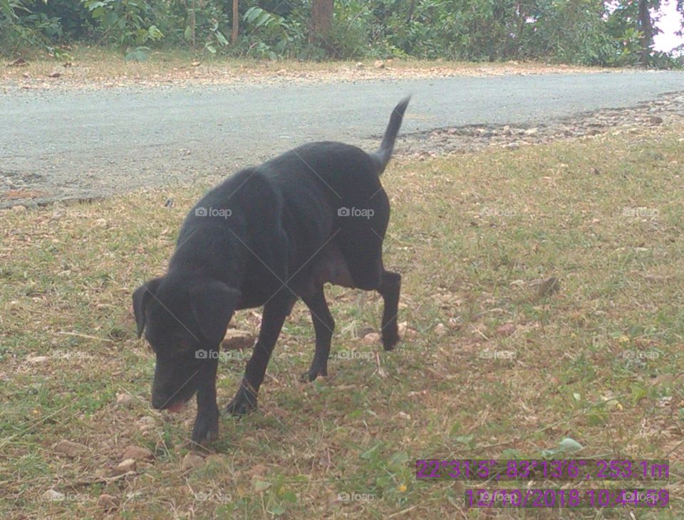 Happy Pat with solid gold.