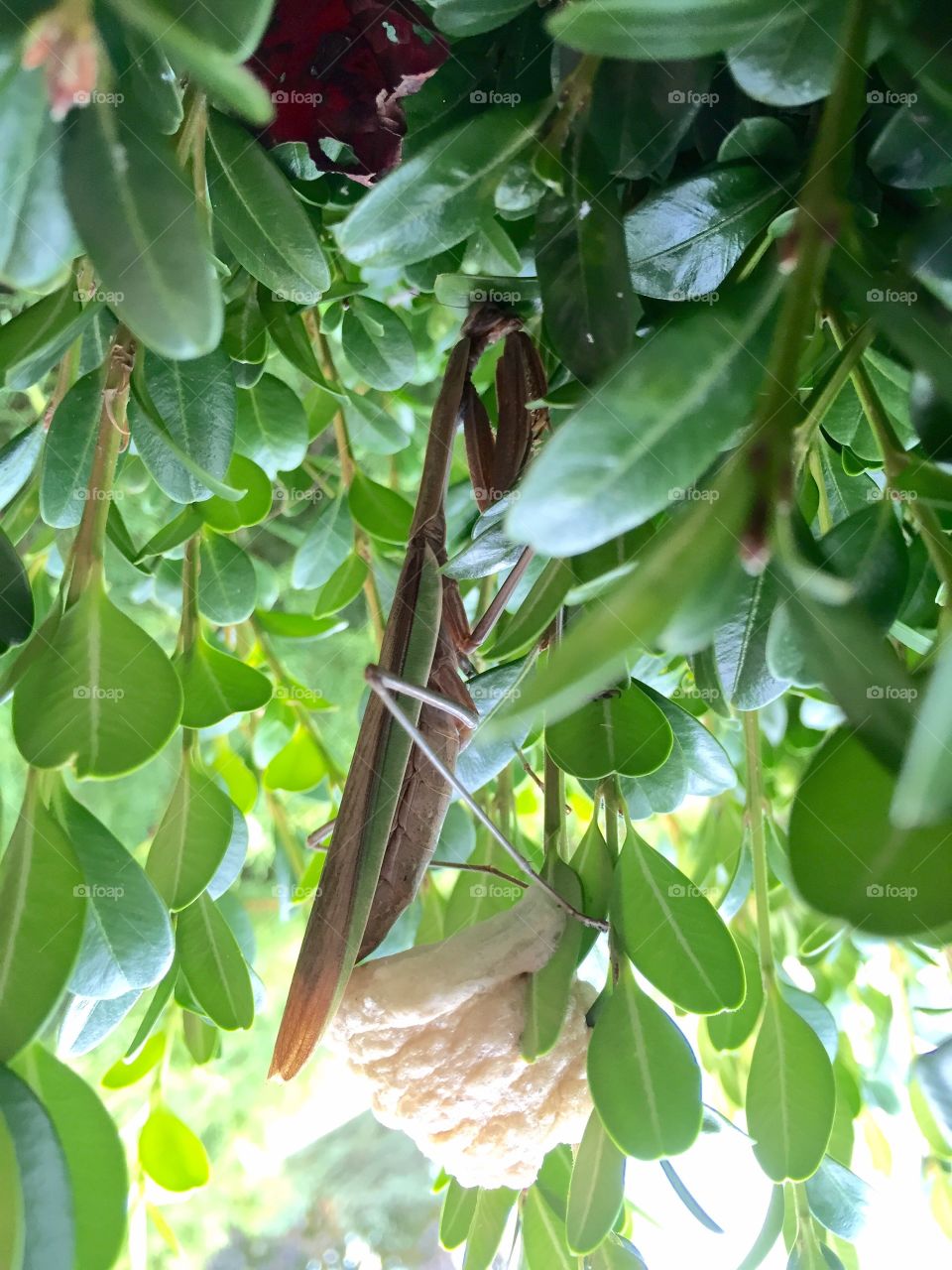 A praying mantis making its cocoon.