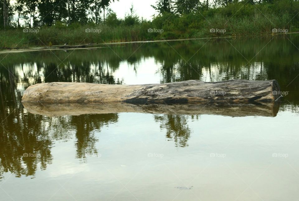 old wood tree in The lake