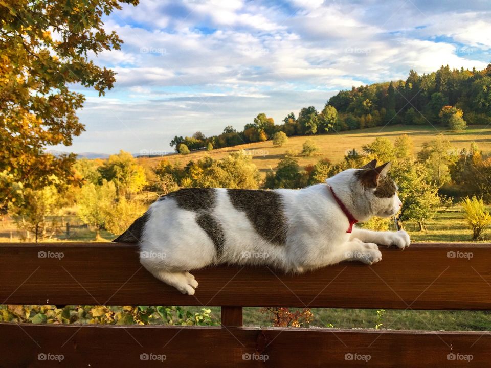 Cat sitting on wooden fence o a sunny autumn day