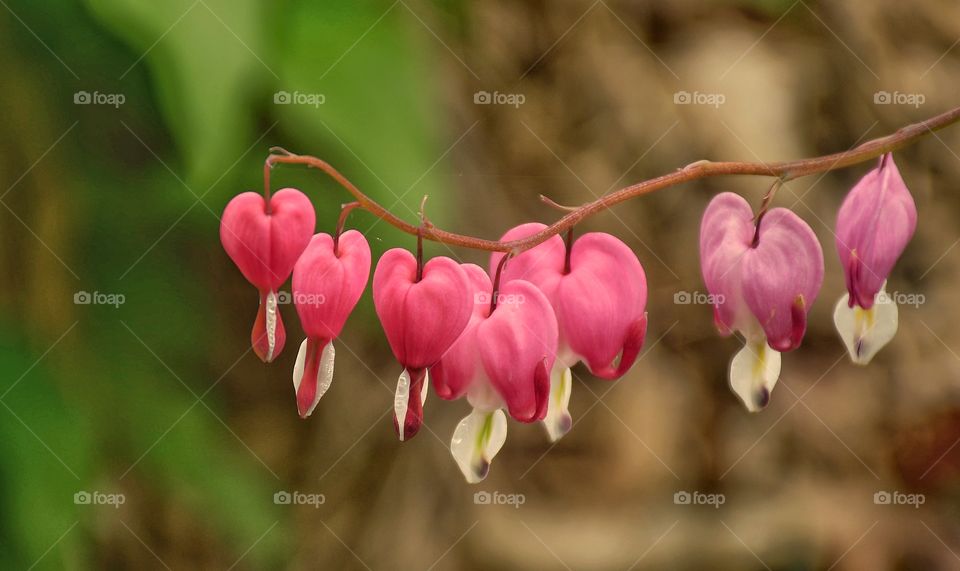 Bleeding heart 