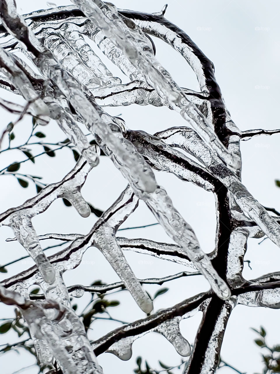 nature abstract - icicles