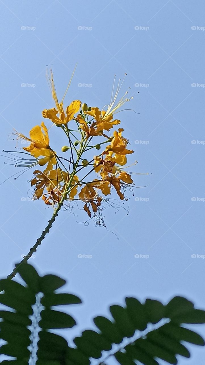 📸captured  the power of complementry colours