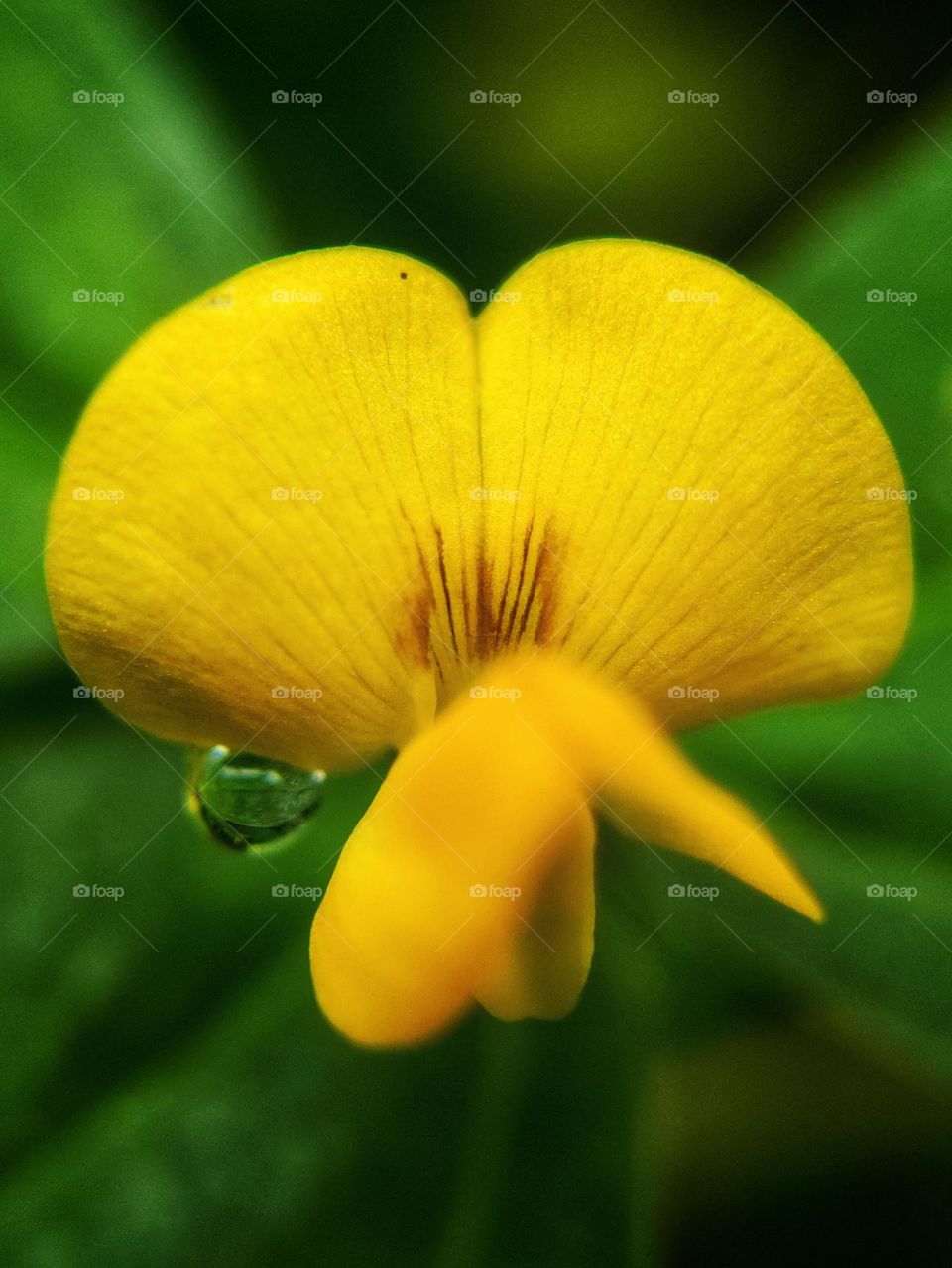 yellow flower with water dew