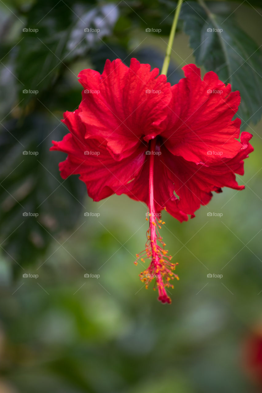 Red Hibiscus