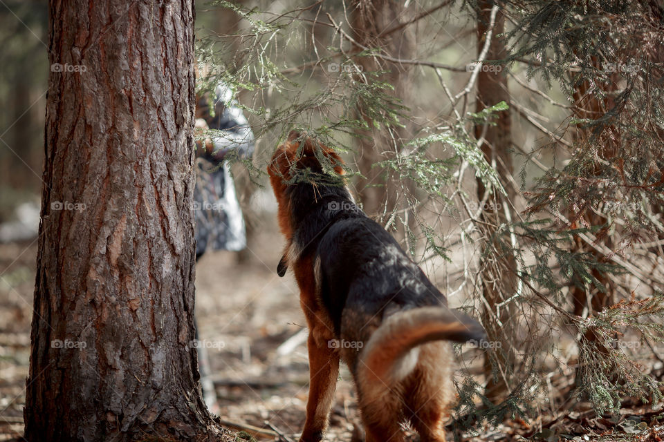 German shepherd 7-th months old puppy in a spring forest at sunny day