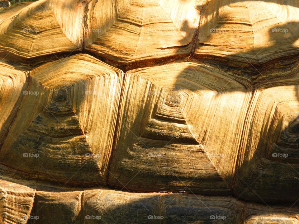 detail of tortoise carapace