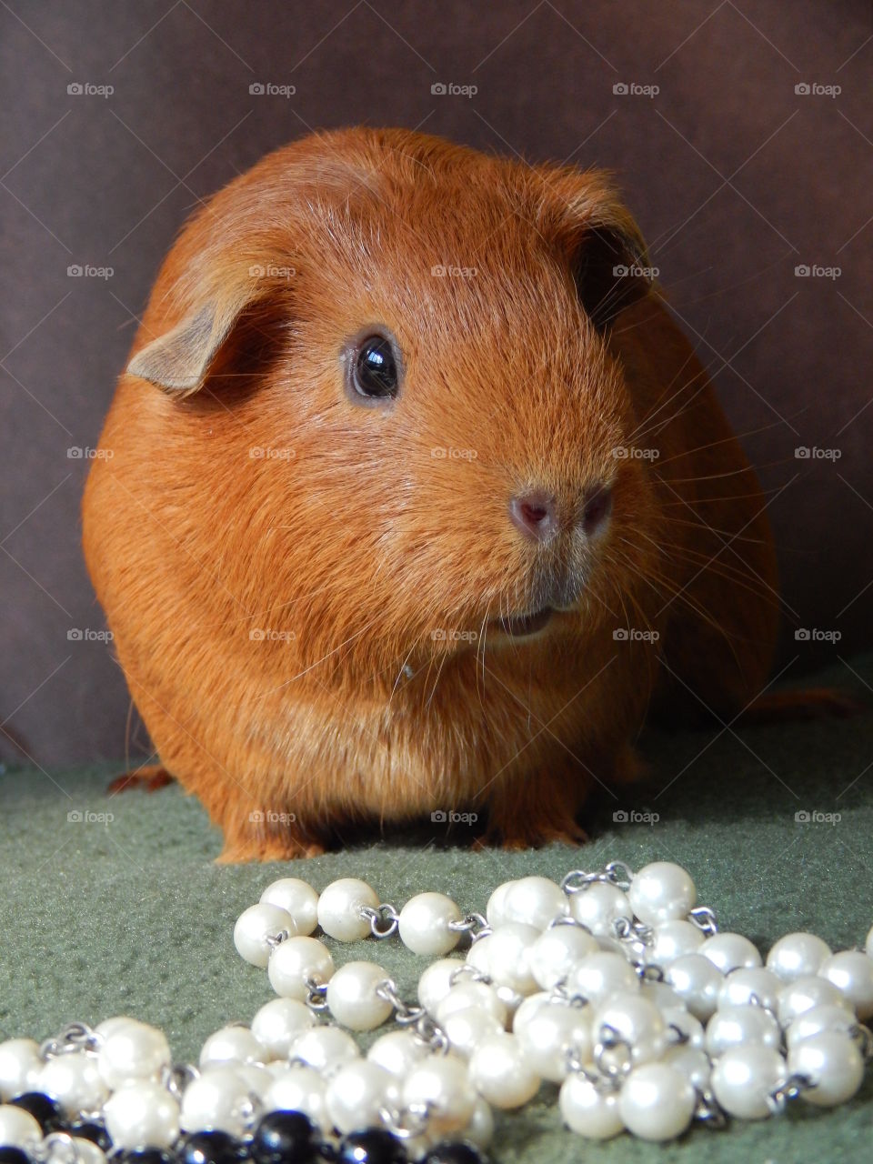 Ginger and his Pearls