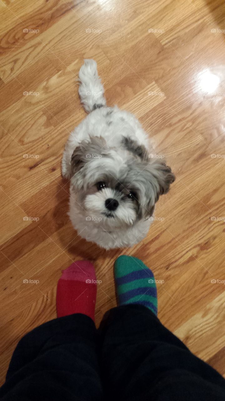 dog cute but destroyed my socks lol