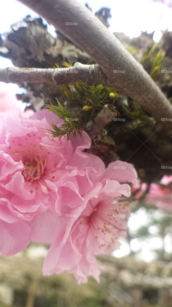 Pink cherry tree blosoms