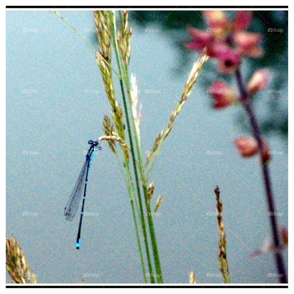 Quiet Nature