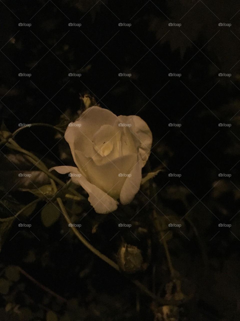 Die Prinzessin der Rosen