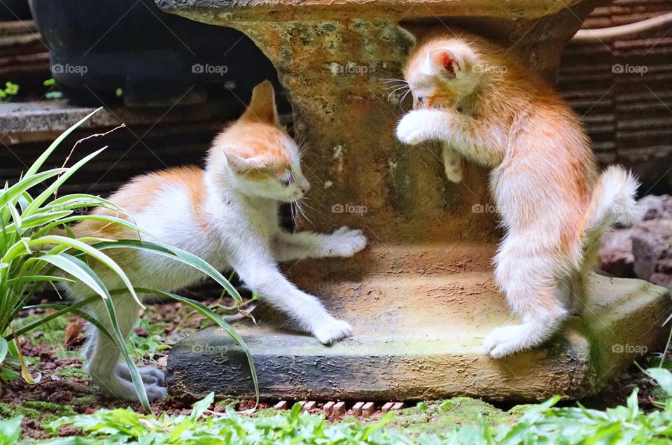 two kitten playing in the garden