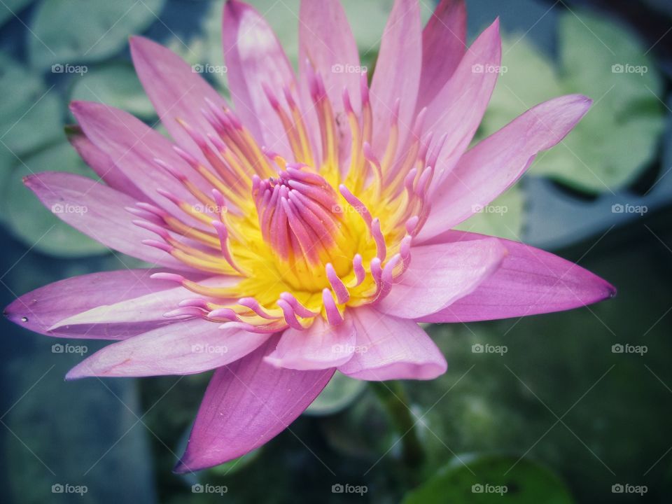 lotus in the pond