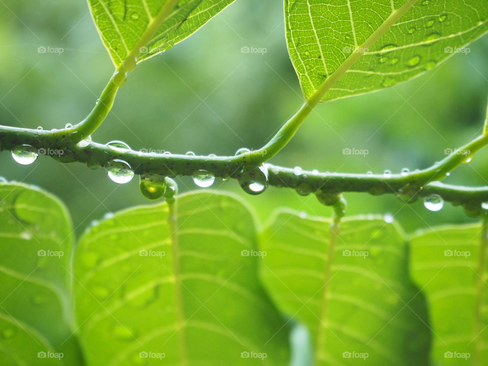 closeup dew at green leaf,water at leaf macro
