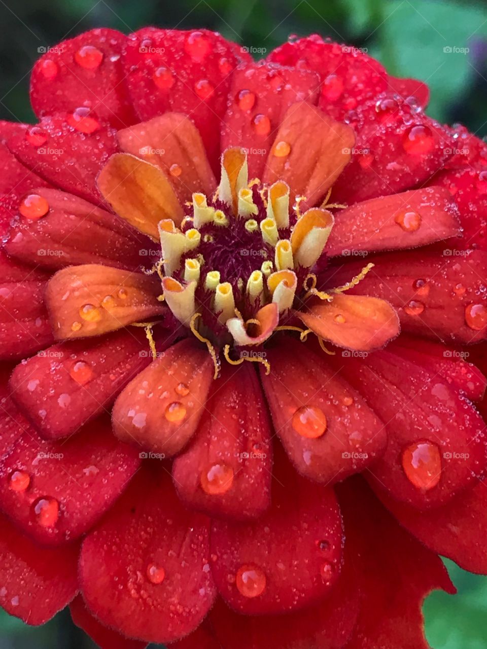 Red Zinnia with Dew Drops