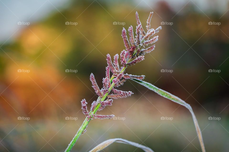 plant cover with ice in winter