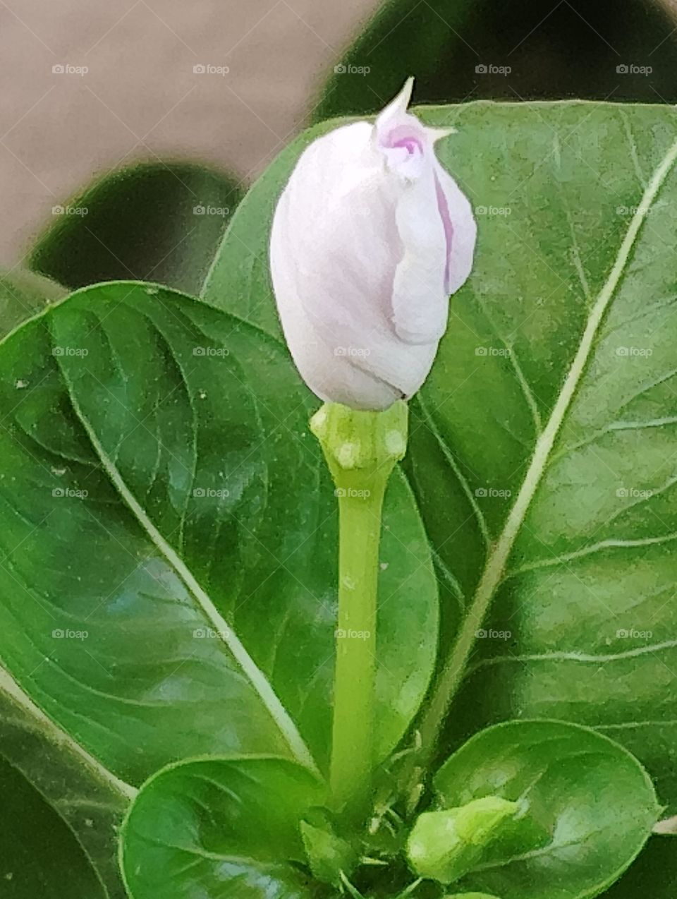 periwinkle pink flower seasonal fresh shurb looks very beautiful generally found everywhere