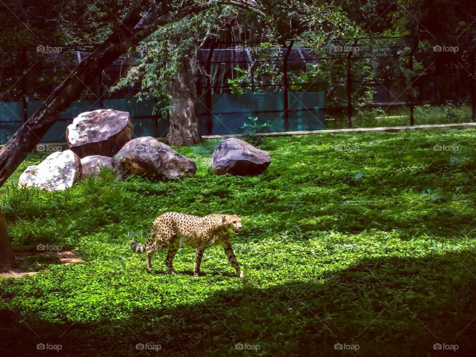 walking wild in the jungle