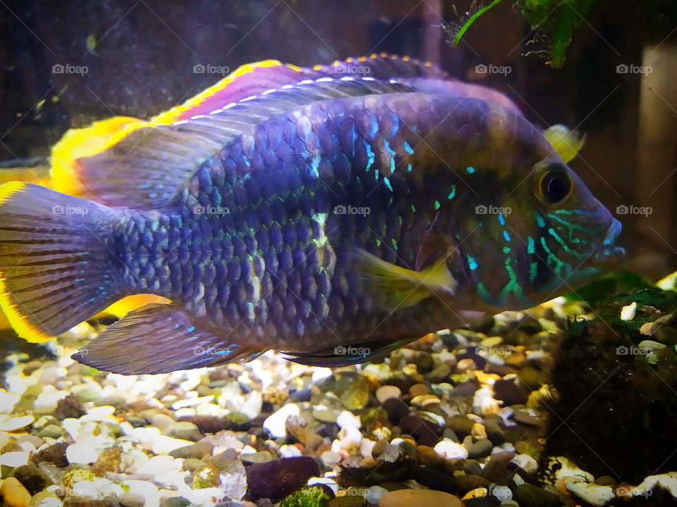 Home aquarium fish.  Akara blue