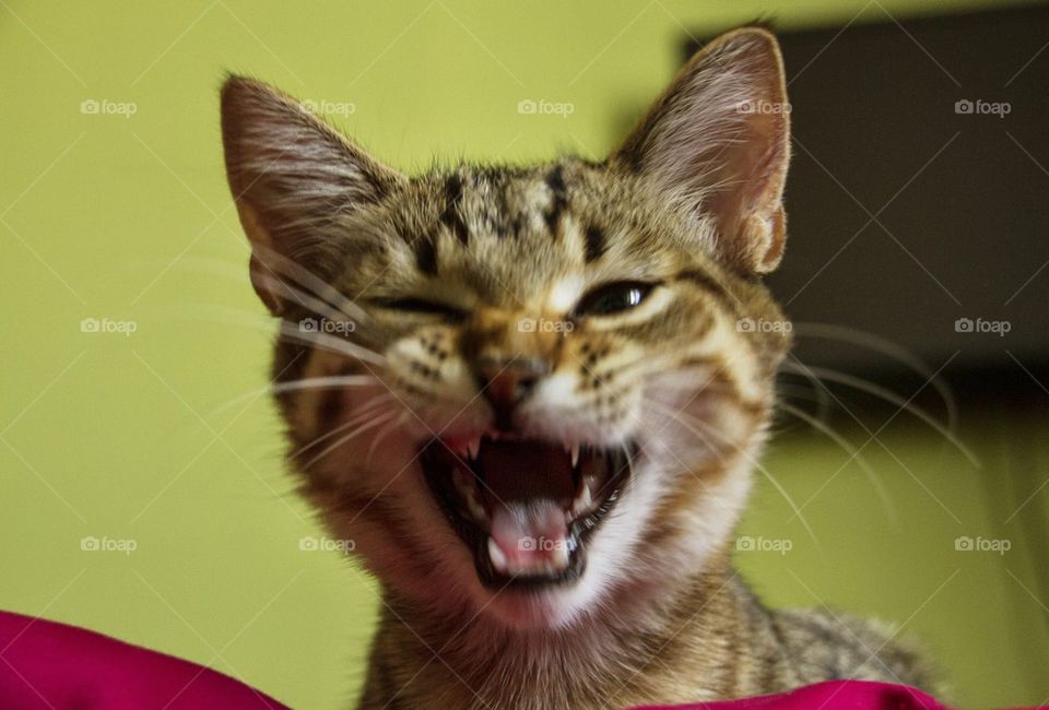 Close-up of cat yawning