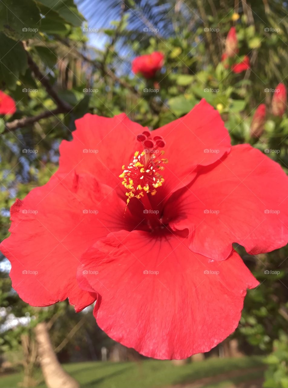 Red Hibiscus soaking up the sunshine.