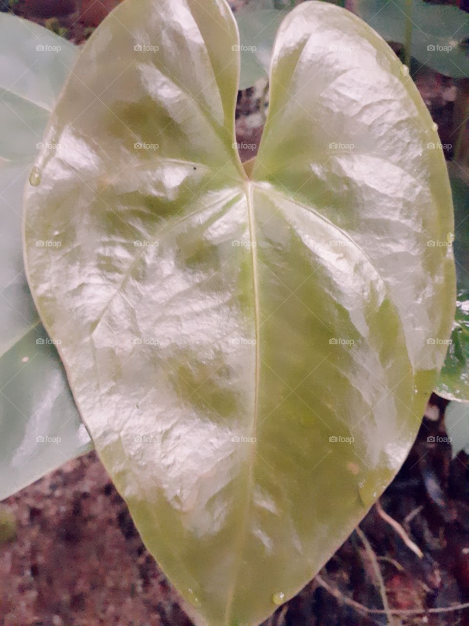 leaf