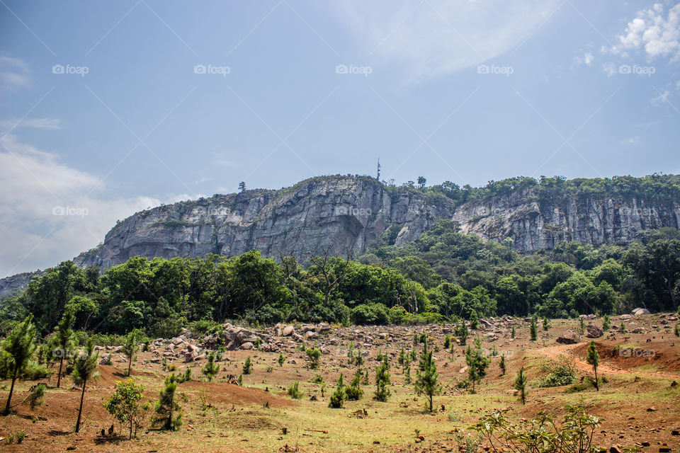 new small pine trees in front of a mountain range