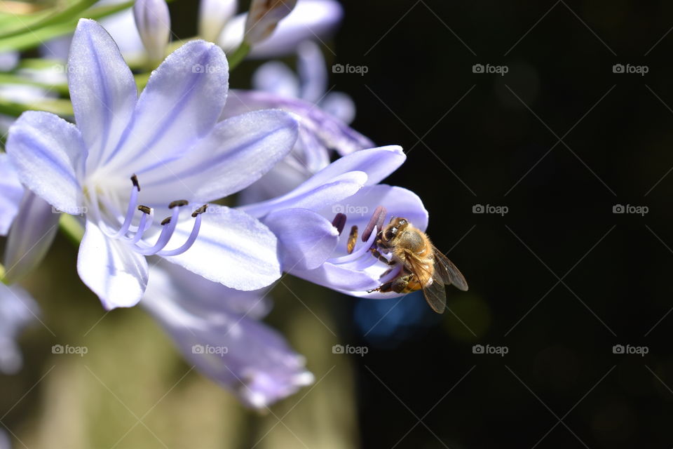 Honeybee Collecting Pollen From a Purple Lily 