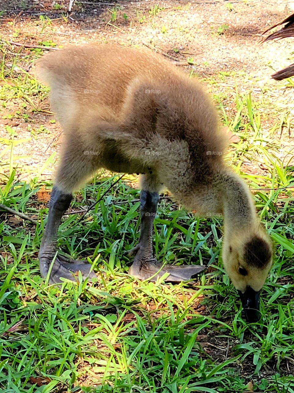 young geese